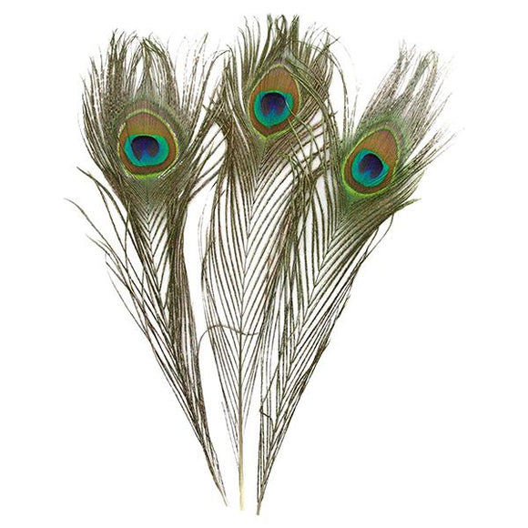 Peacock Feathers - Large Clipboard Folder